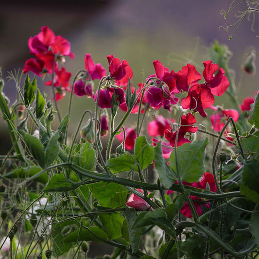 everlasting pea red