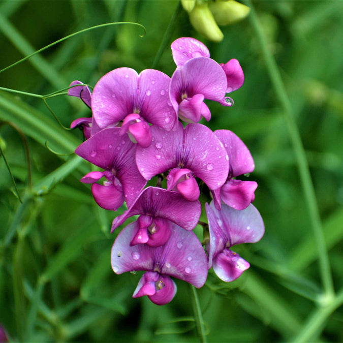 everlasting pea