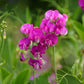 everlasting pea