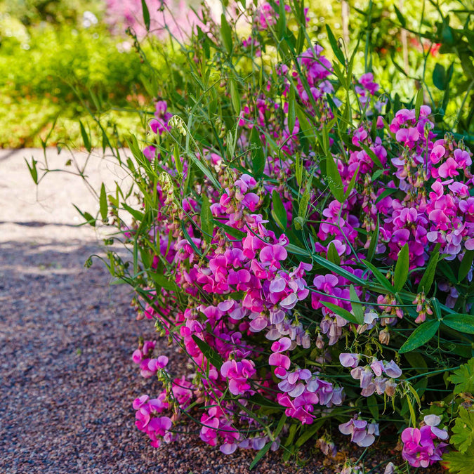 everlasting pea