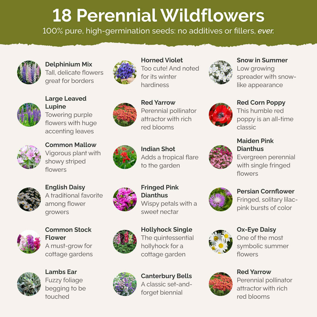 First Year Flowering Perennial Wildflower Seed Mix – Eden Brothers