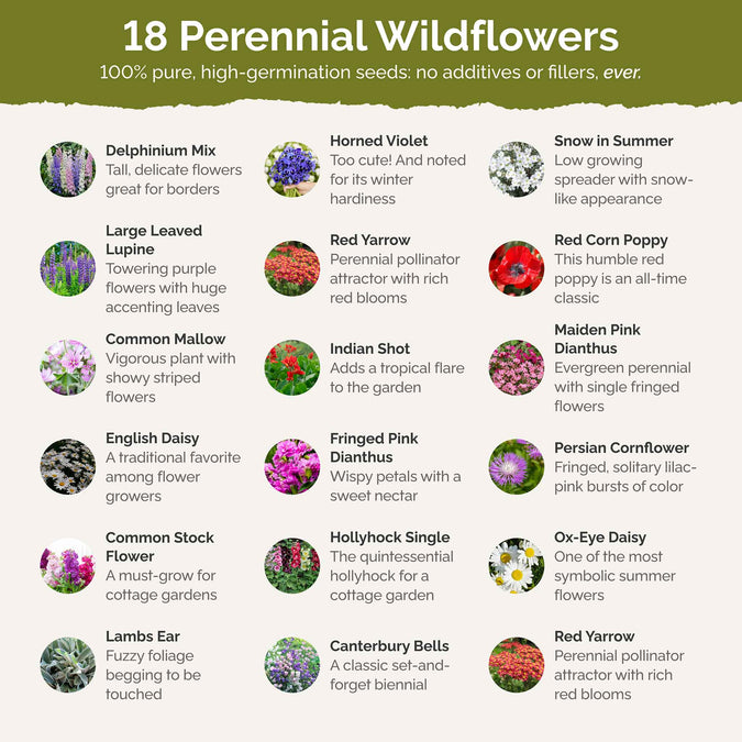 first year flowering perennial contents