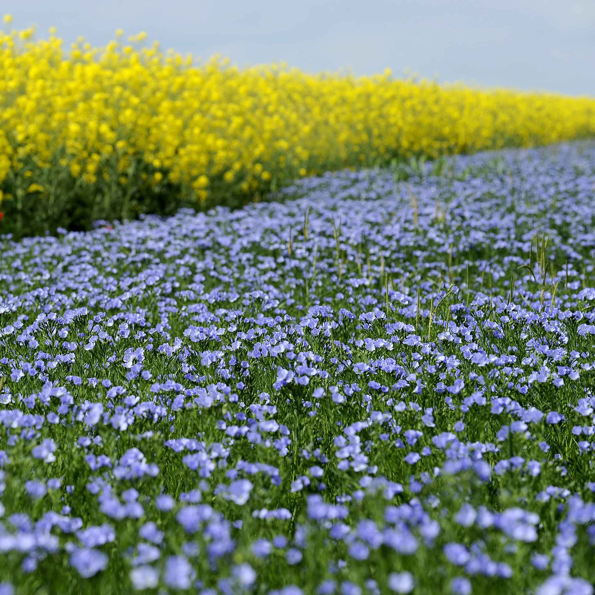 Annual Blue Flax Seeds Flower Seeds In Packets And Bulk Eden Brothers 9994