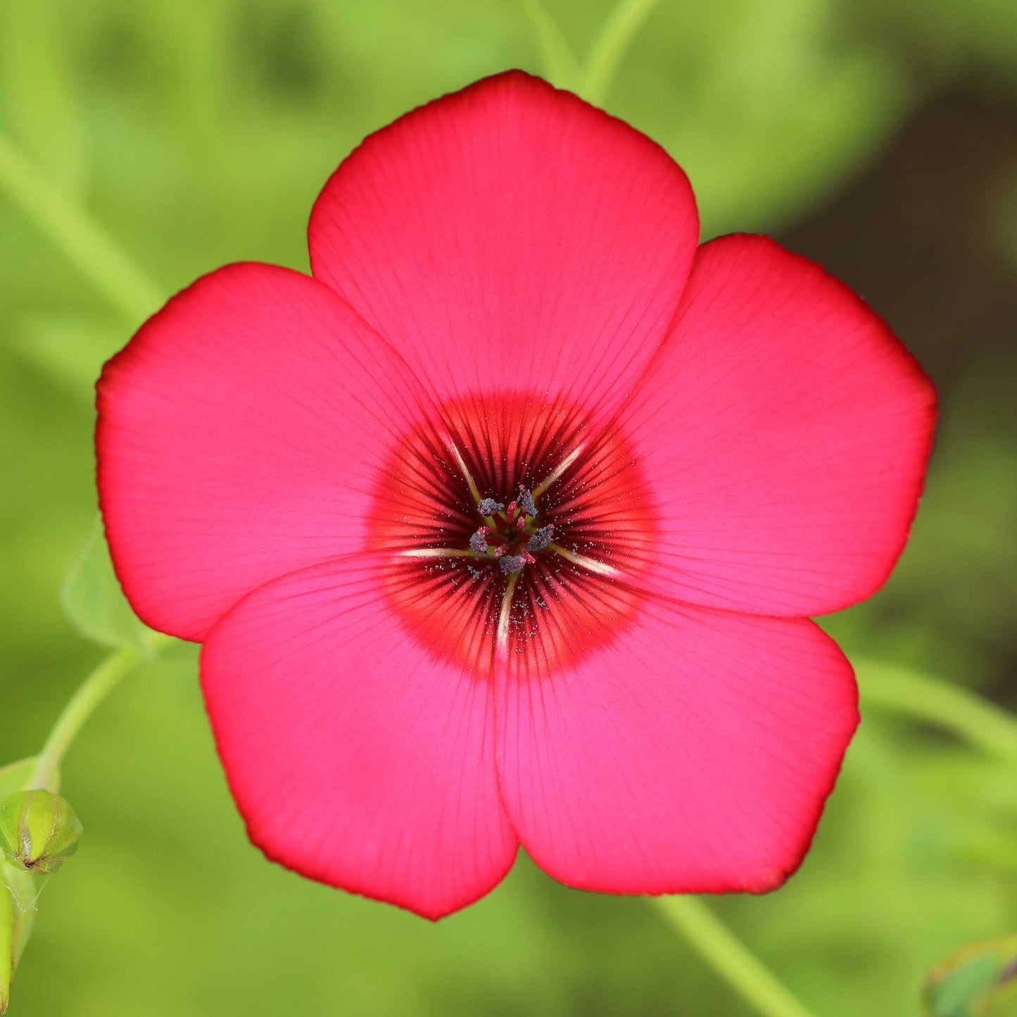 scarlet flax