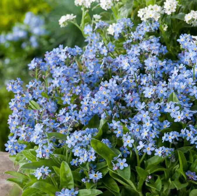 forget me not blue | copyright: Floramedia UK Ltd