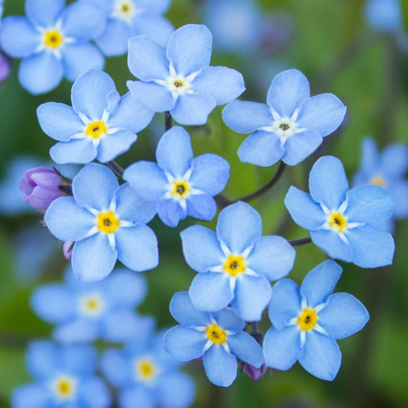 Forget Me Not Seeds - Blue | Flower Seeds in Packets & Bulk | Eden Brothers