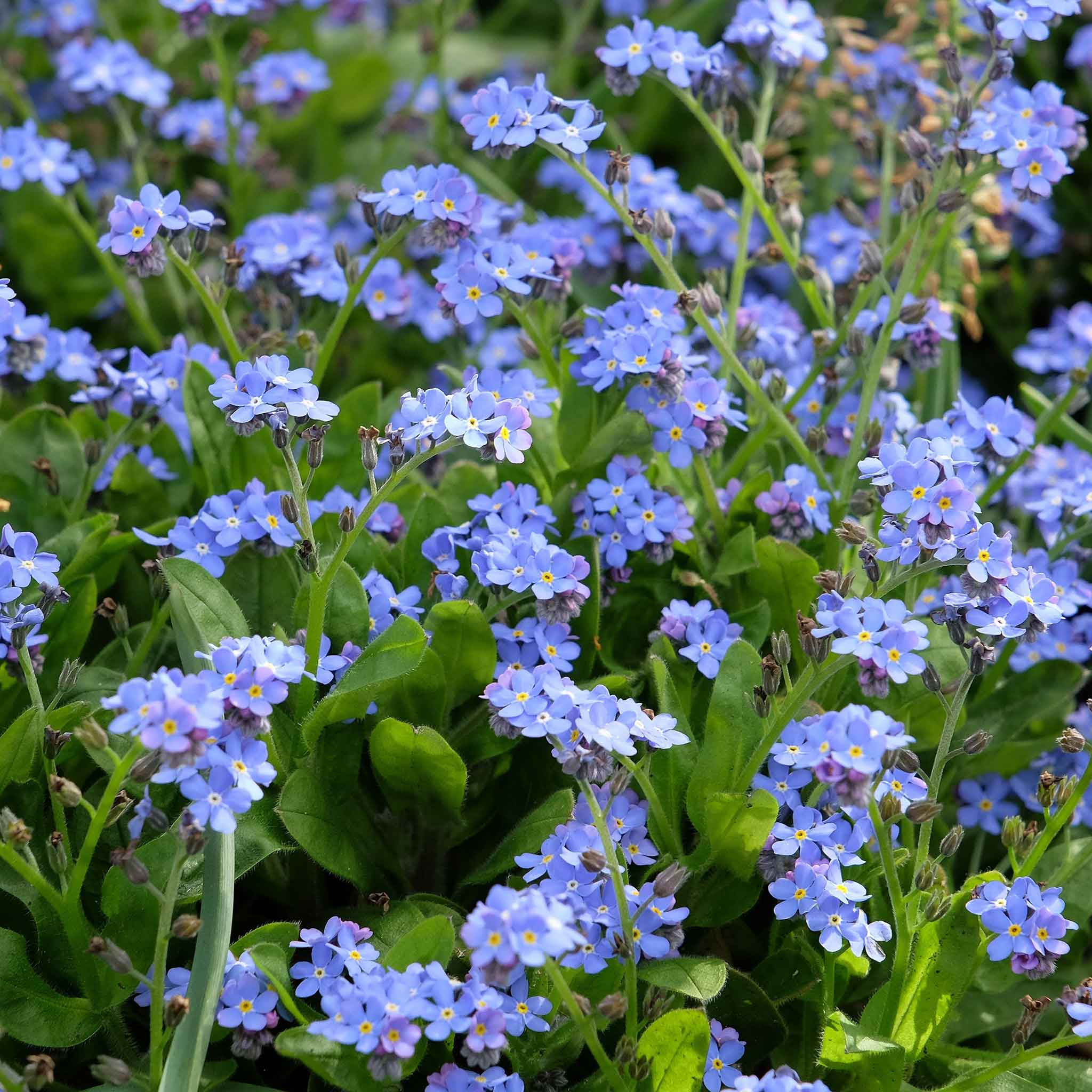 Forget Me Not Seeds - Blue | Flower Seeds in Packets & Bulk | Eden Brothers