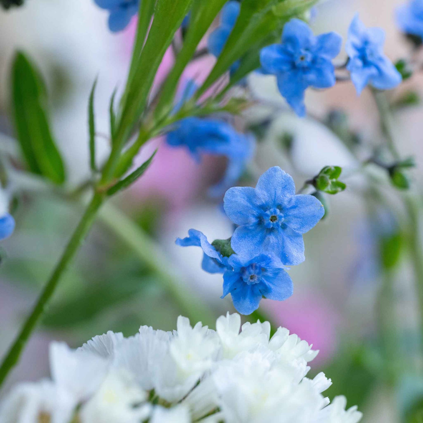 forget me not chinese