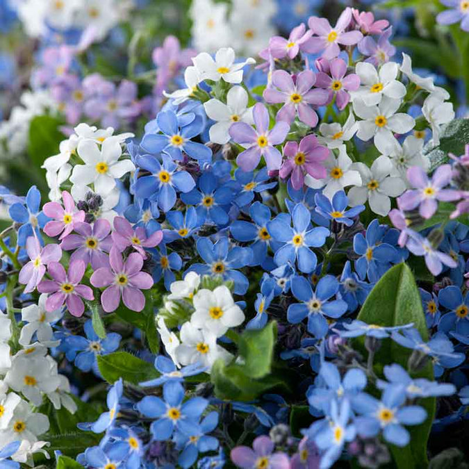 forget me not mixed | copyright: Floramedia UK Ltd