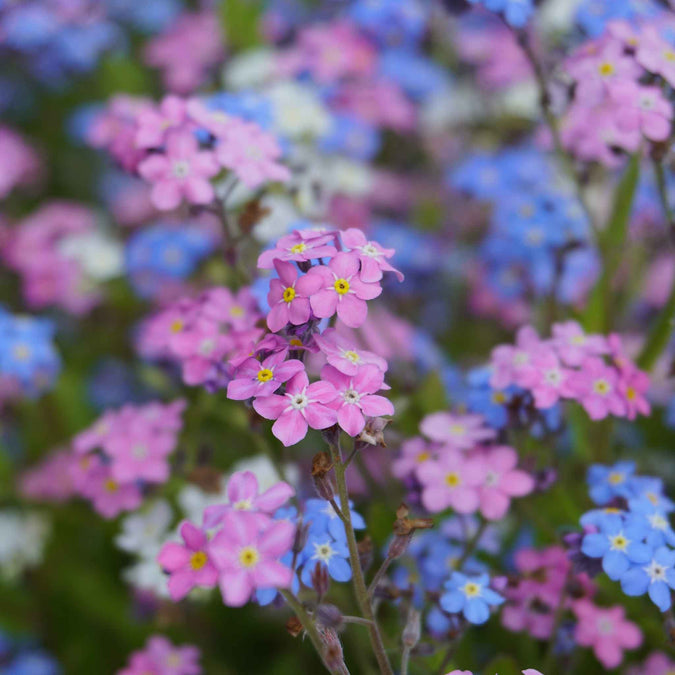 forget me not mixed