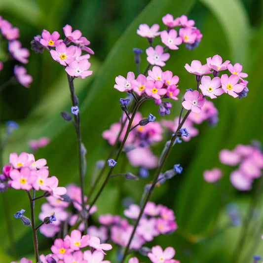 forget me not rose