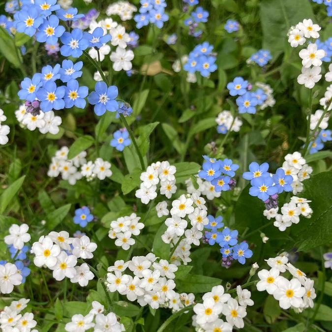 forget me not white