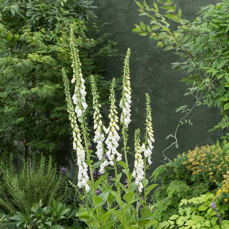 foxglove alba | copyright: Floramedia UK Ltd