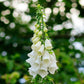 foxglove alba