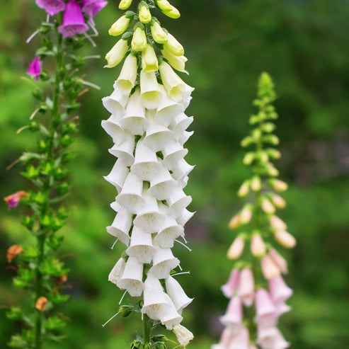 Foxglove Seeds - Alba | Flower Seeds in Packets & Bulk | Eden Brothers