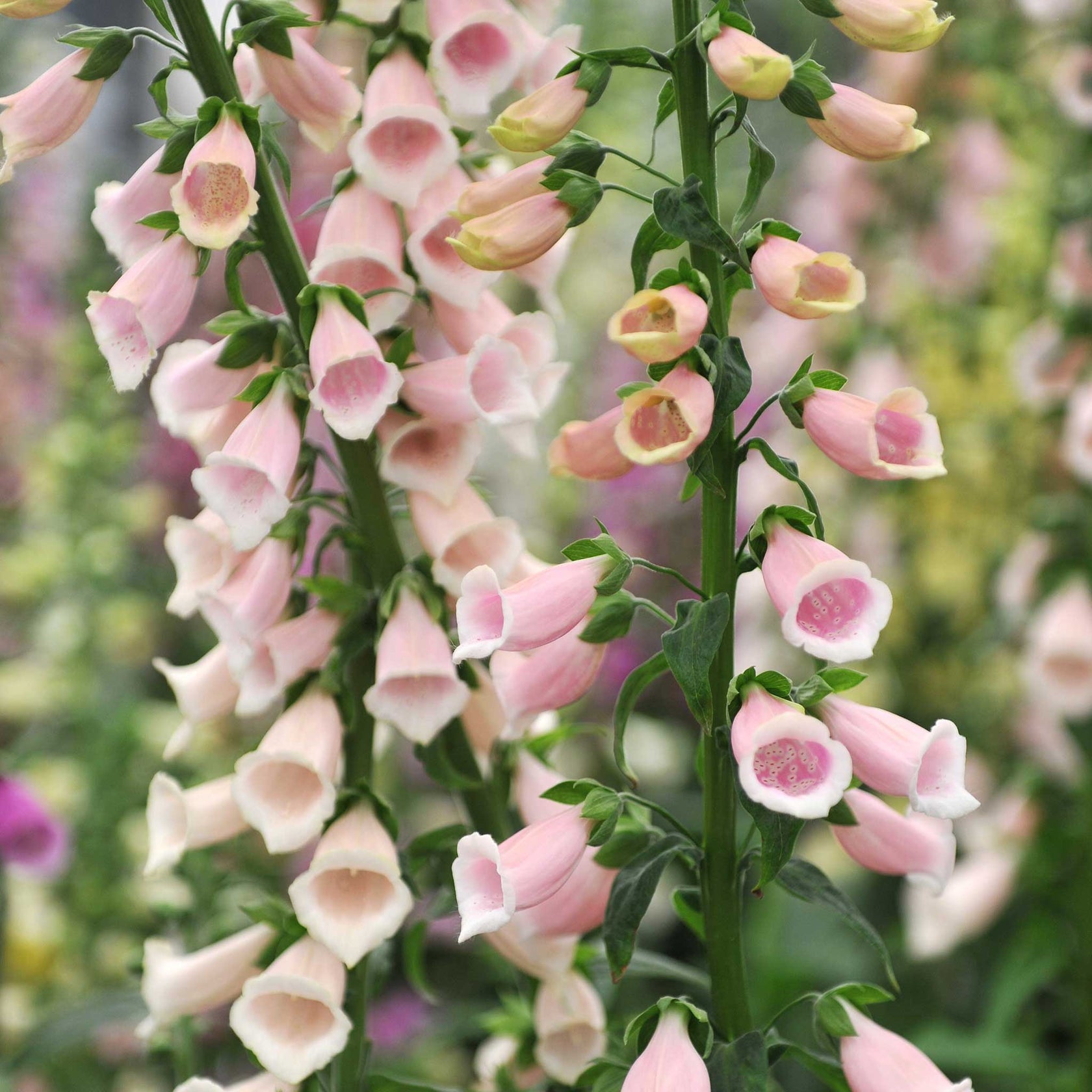 Foxglove Seeds - Apricot Beauty | Flower Seeds in Packets & Bulk | Eden ...