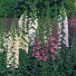 foxglove camelot mix