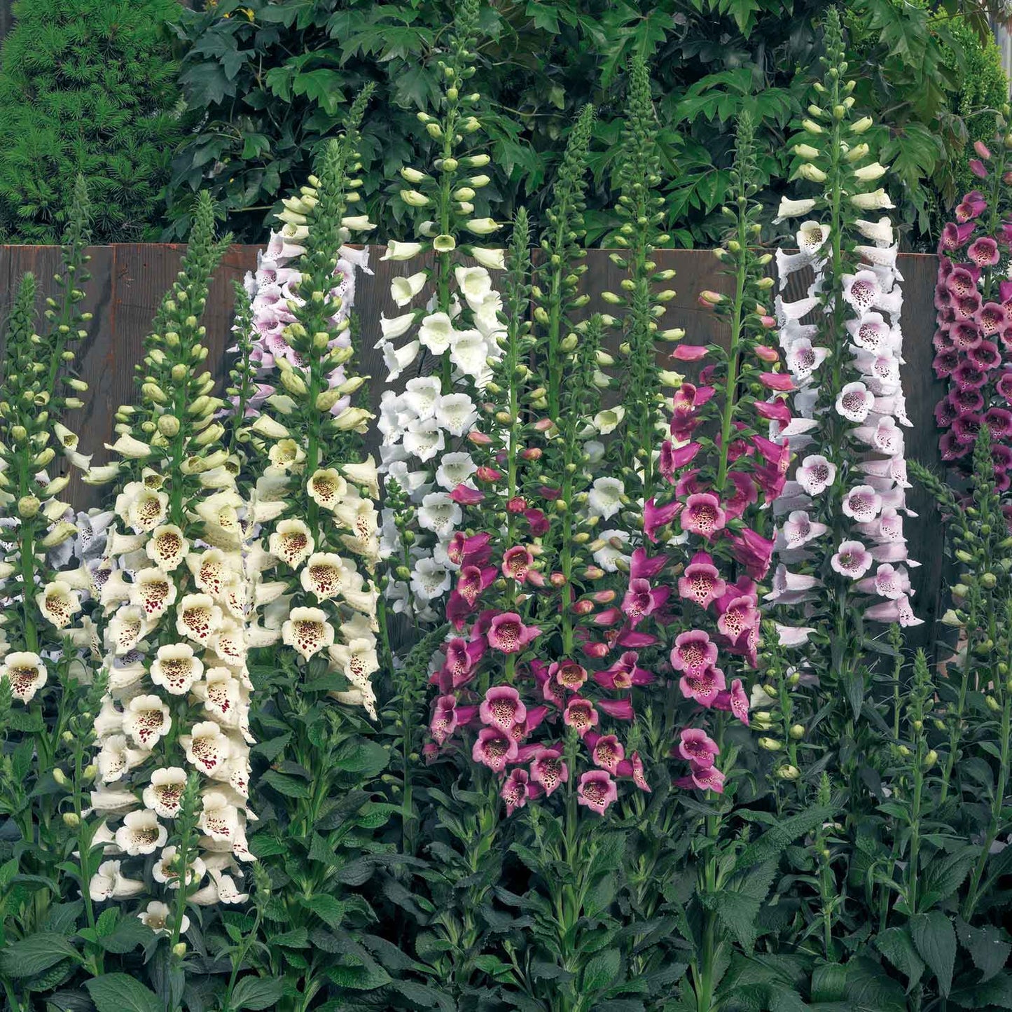 foxglove camelot mix