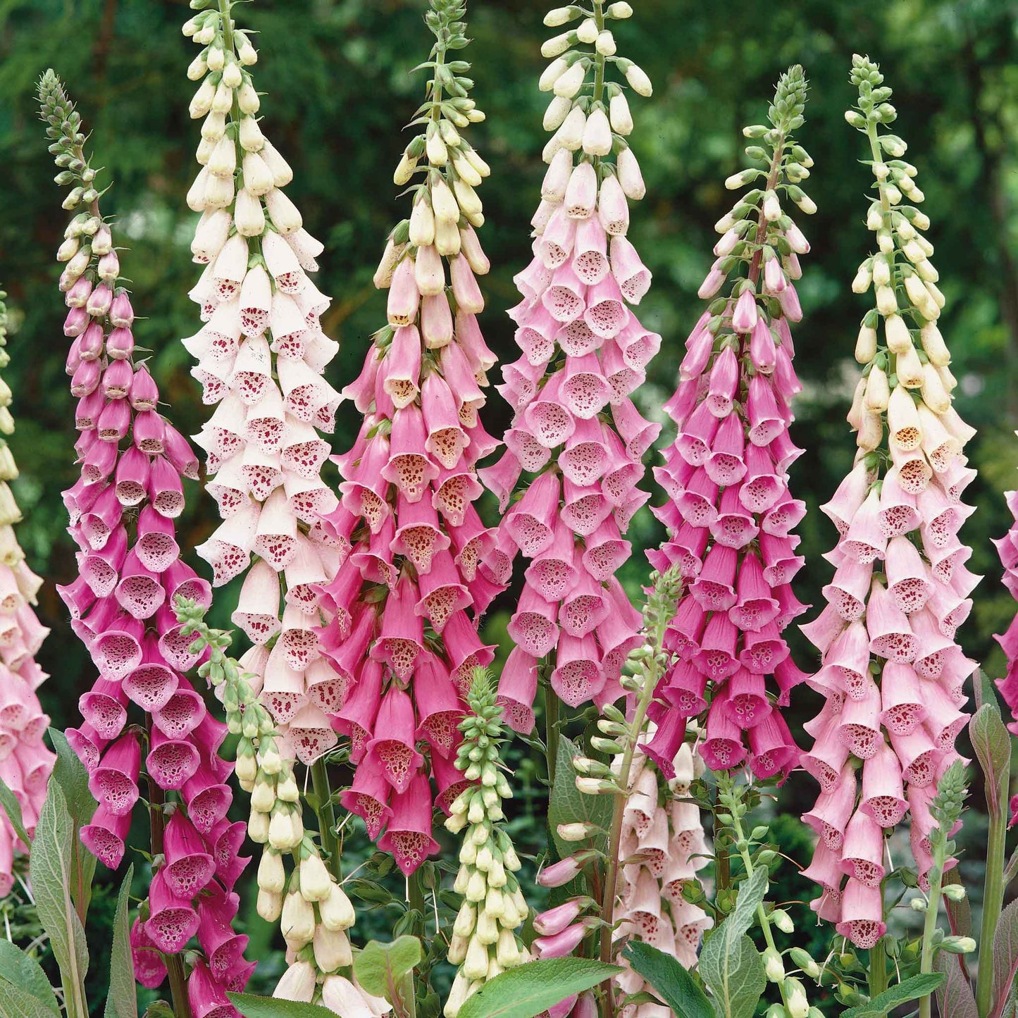 foxglove gloxiniaeflora mix