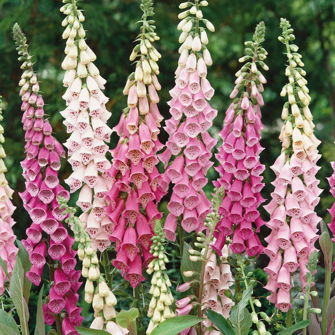 foxglove gloxiniaeflora mix