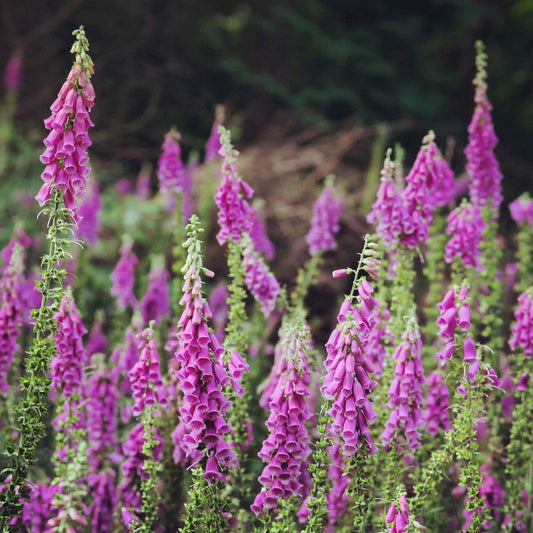 purple foxglove