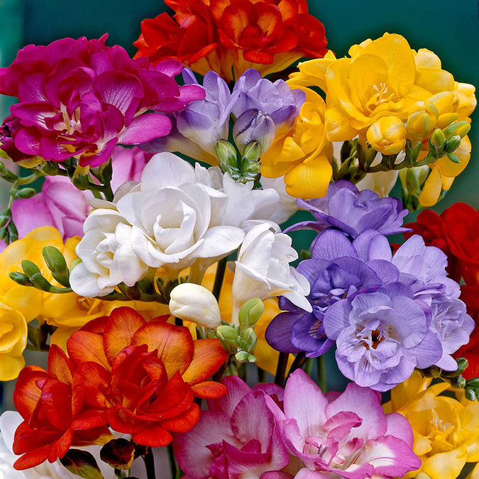 freesia double mix