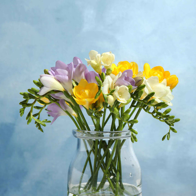 freesia spring rain mix