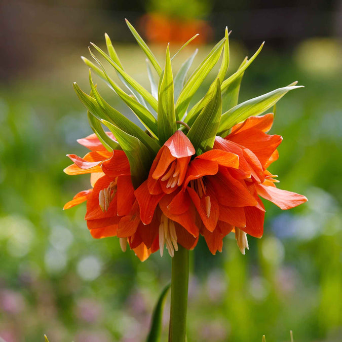 fritillaria orange