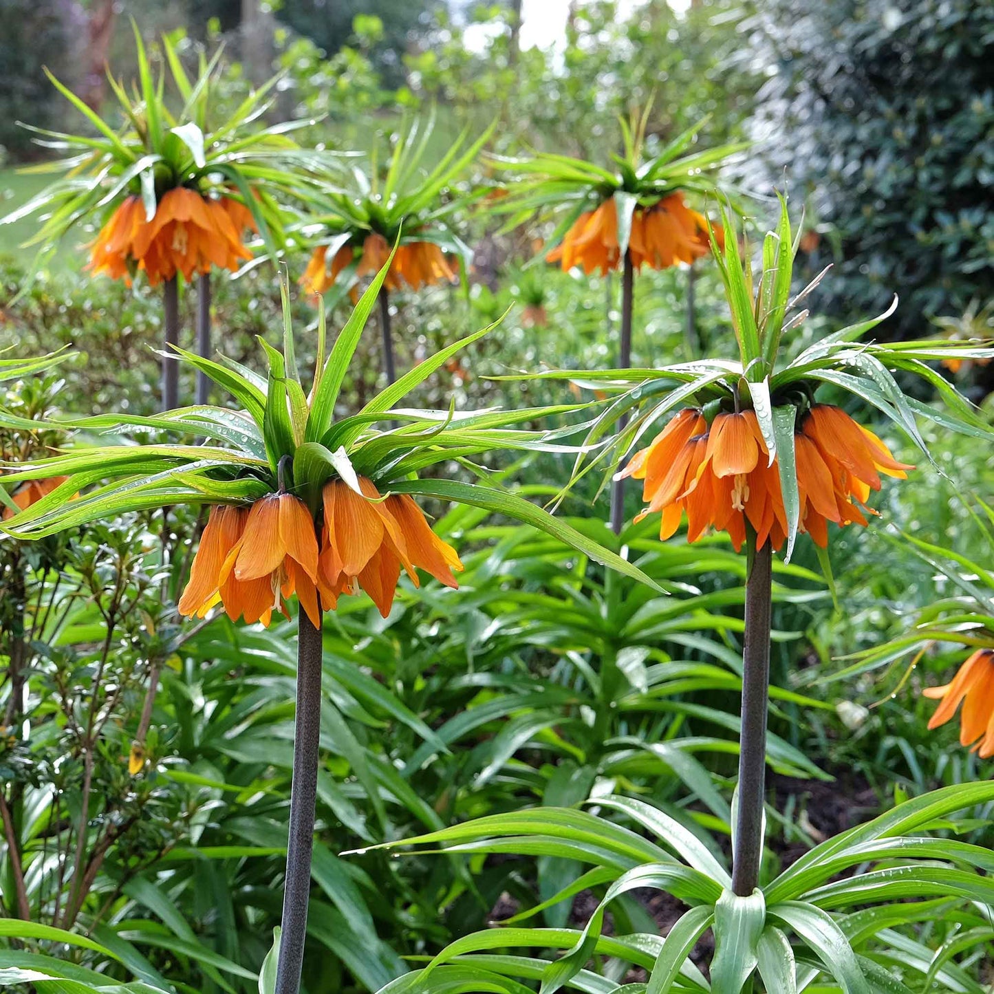 fritillaria orange