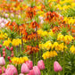 fritillaria orange