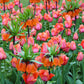 fritillaria orange