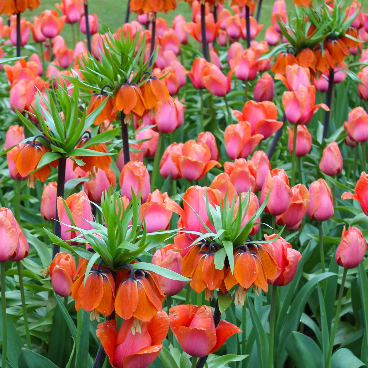 fritillaria orange