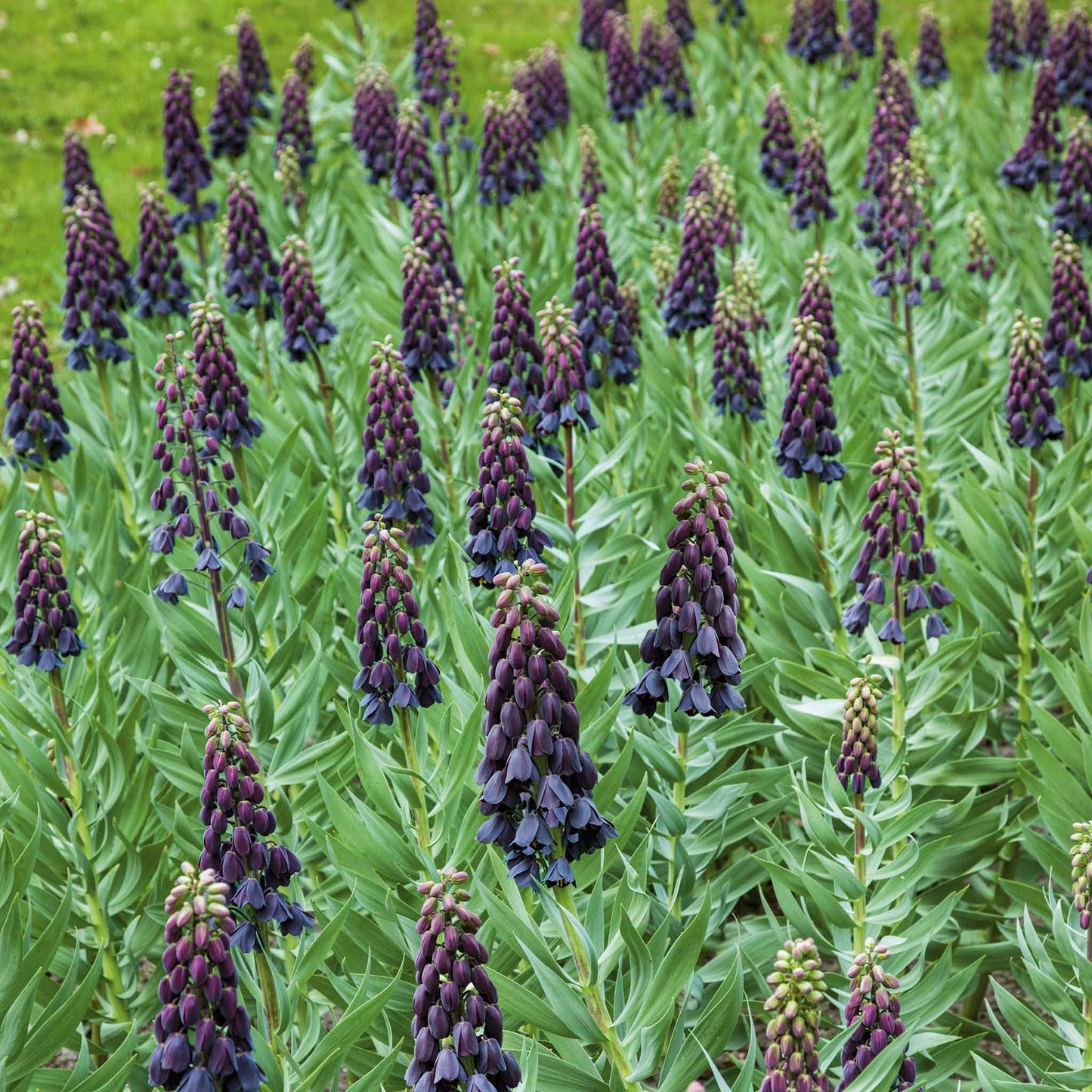 fritillaria persica