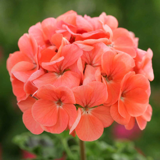 geranium horizon deep salmon