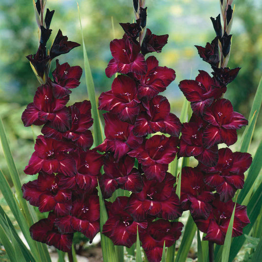 gladiolus black star