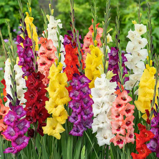 gladiolus border mix | copyright: Floramedia UK Ltd