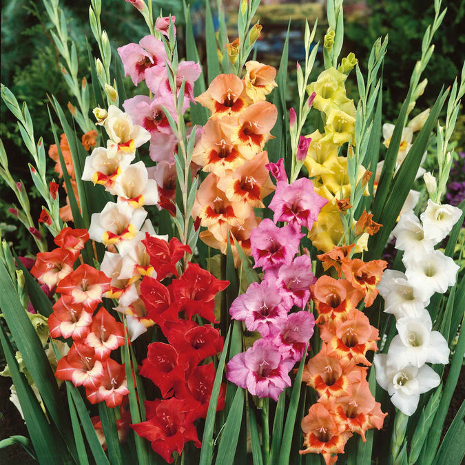 gladiolus butterfly mix