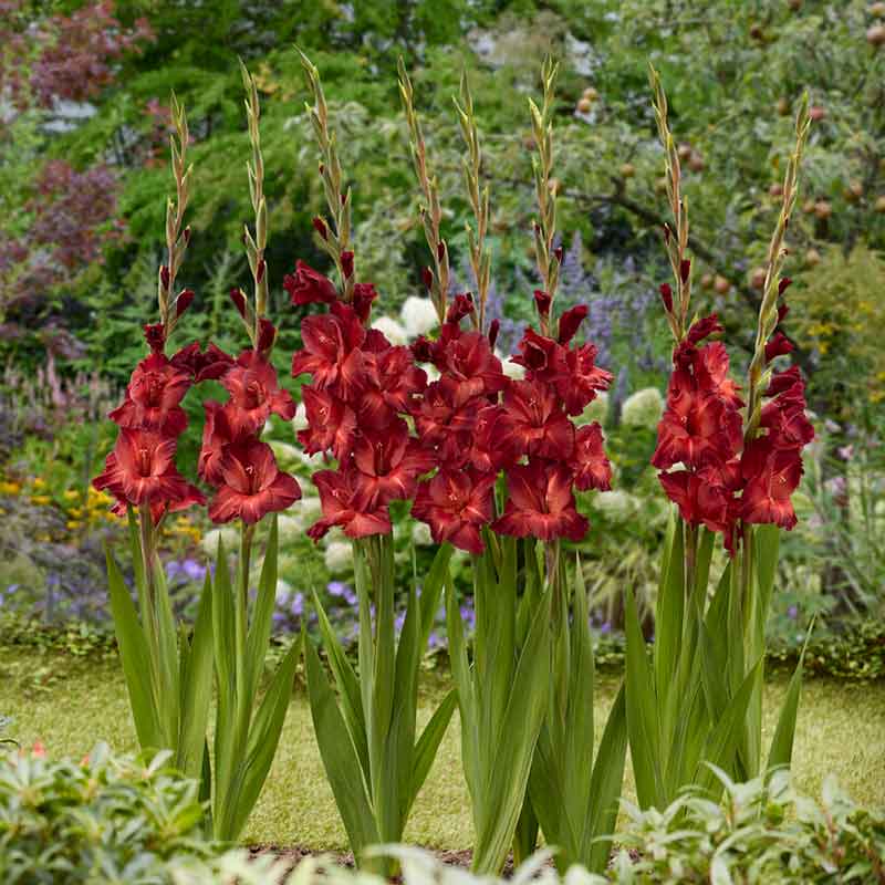 gladiolus chocolate