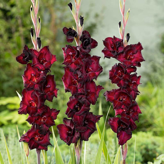 gladiolus espresso | copyright: Floramedia UK Ltd