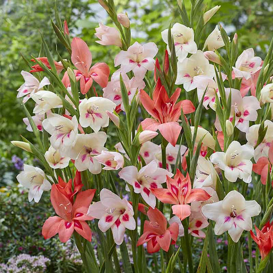 gladiolus hardy dwarf mix