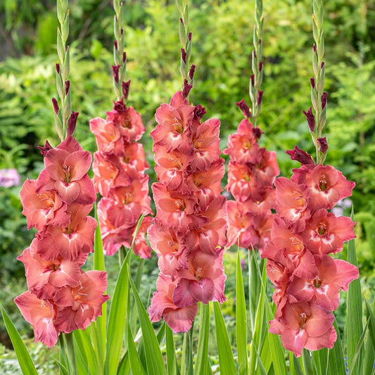 gladiolus indian summer | copyright: Floramedia UK Ltd