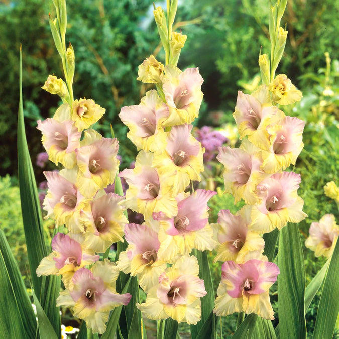 gladiolus mon amour