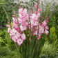 gladiolus my love | copyright: Floramedia UK Ltd