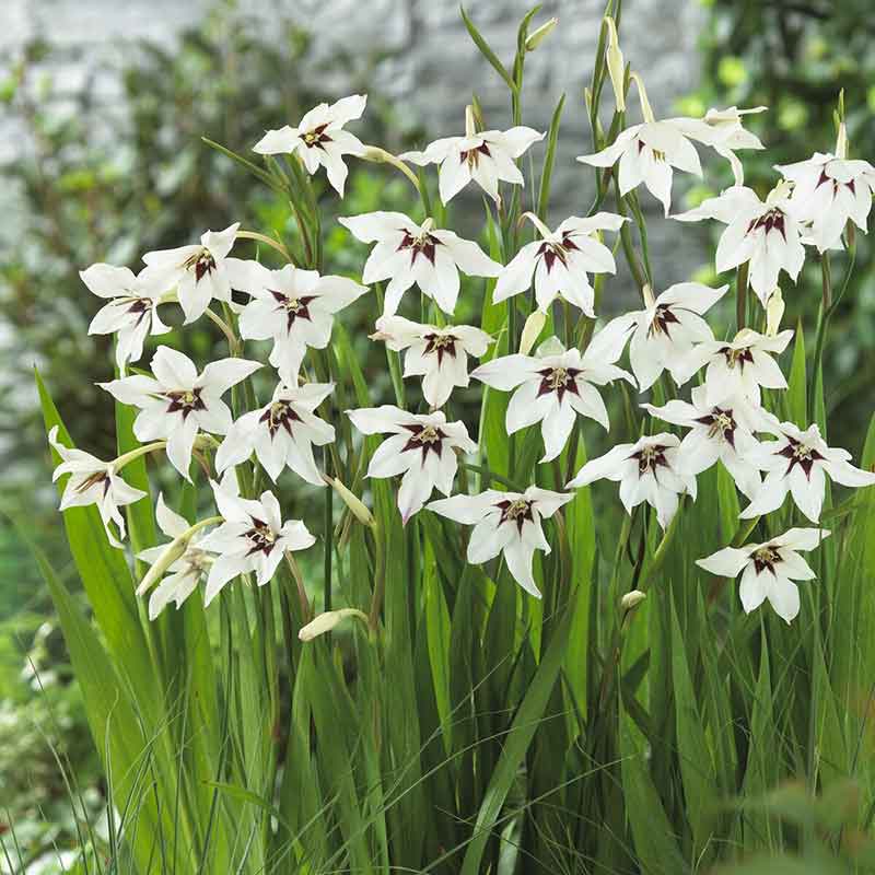 gladiolus peacock orchid