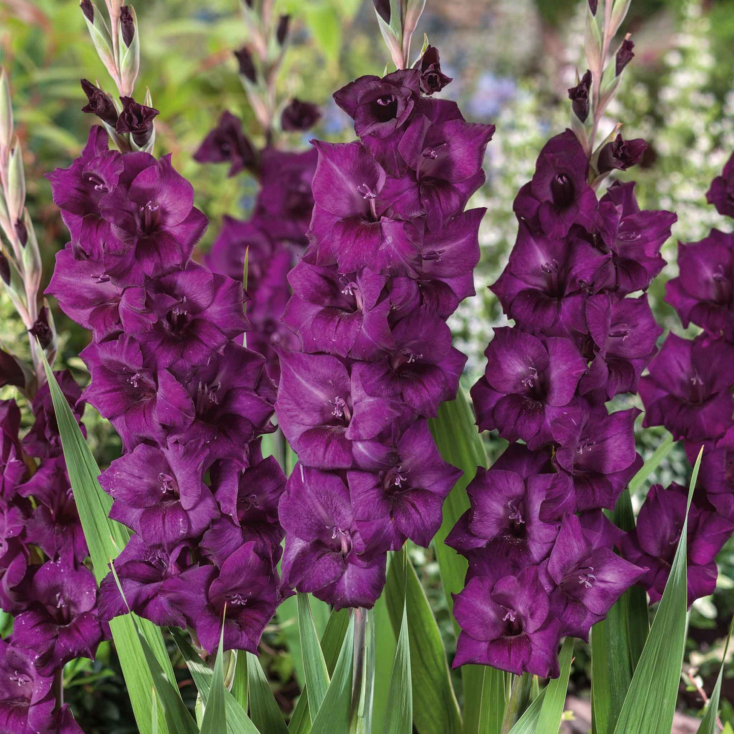 gladiolus purple flora