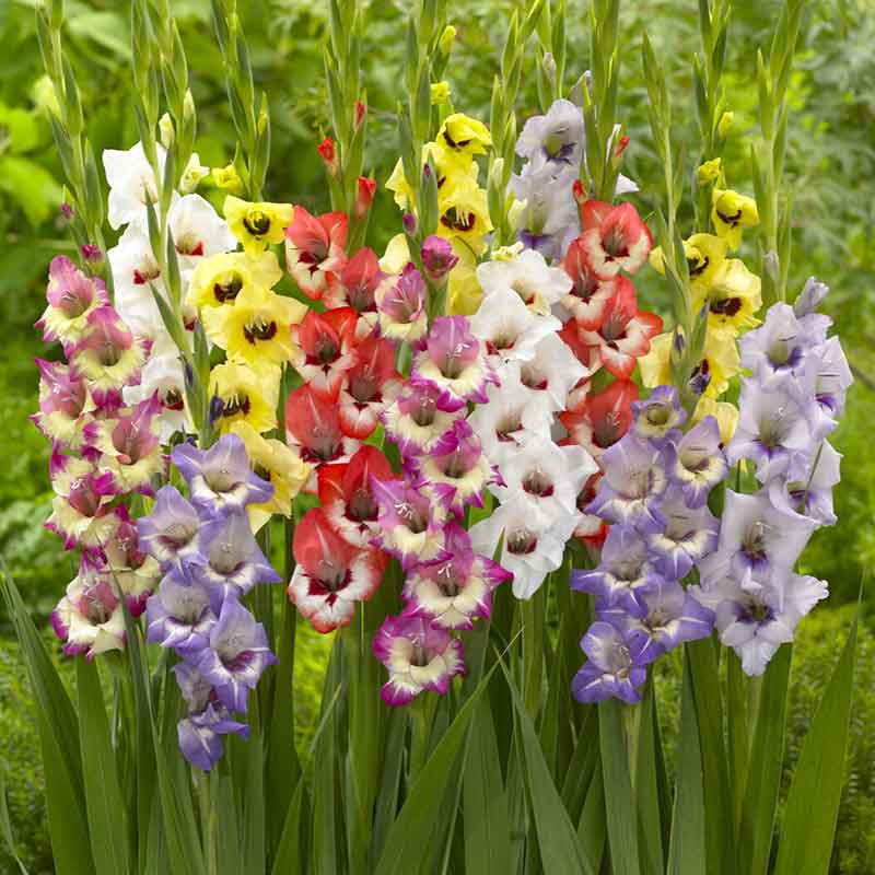 gladiolus rainbow mix