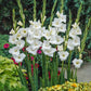 gladiolus white prosperity | copyright: Floramedia UK Ltd