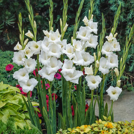 gladiolus white prosperity | copyright: Floramedia UK Ltd