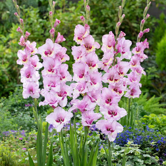 gladiolus zamora | copyright: Floramedia UK Ltd