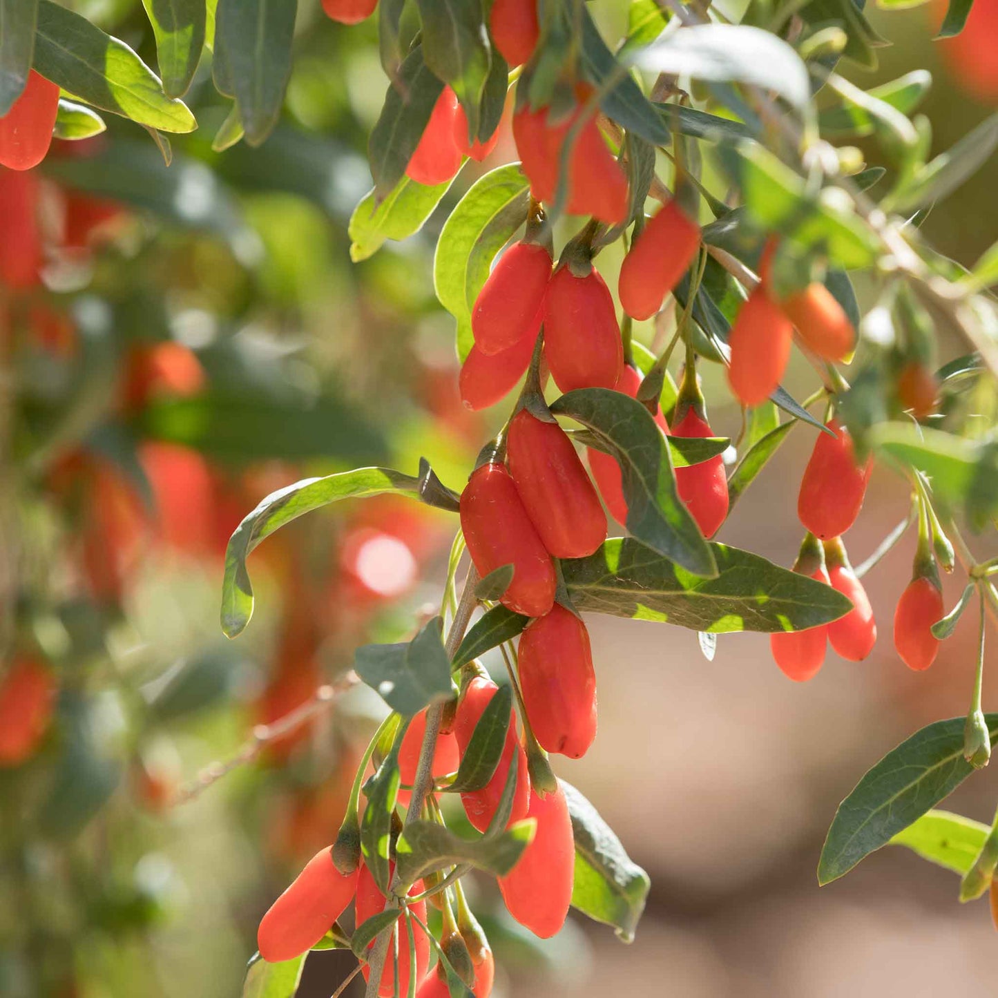 goji berry